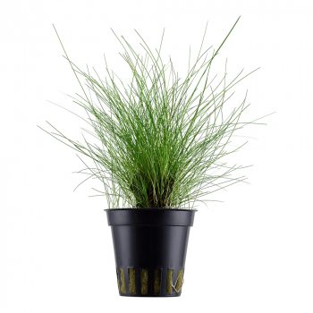 Eleocharis pusilla / parvula - Zwergnadelsimse